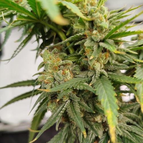Green Poison Fast Version. Week 15