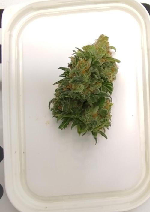 Green Poison Fast Version. Week 16