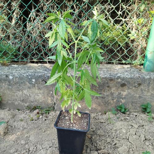 Outdoor 2026 - Green Poisson Fast. Week 5