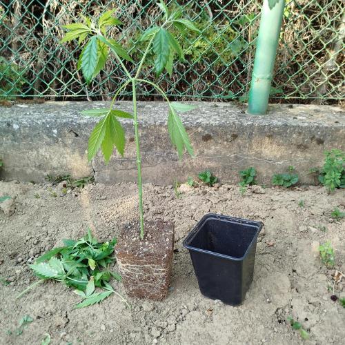 Outdoor 2026 - Green Poisson Fast. Week 5