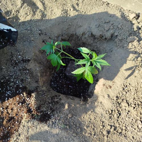 Outdoor 2026 - Green Poisson Fast. Week 5