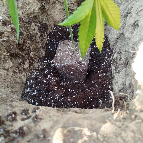 Outdoor 2026 - Green Poisson Fast. Week 5