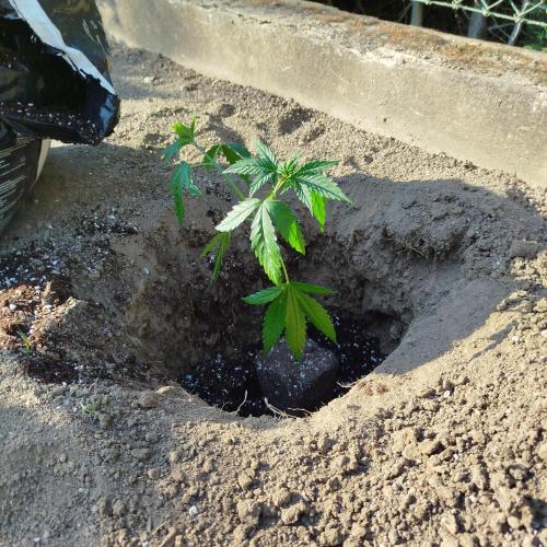 Outdoor 2026 - Green Poisson Fast. Week 5