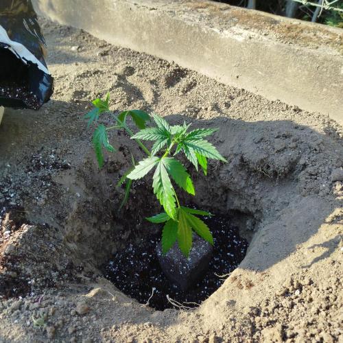 Outdoor 2026 - Green Poisson Fast. Week 5