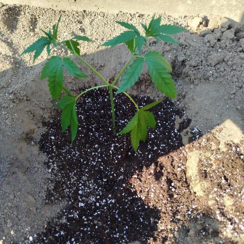 Outdoor 2026 - Green Poisson Fast. Week 5