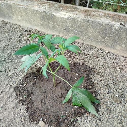Outdoor 2026 - Green Poisson Fast. Week 5