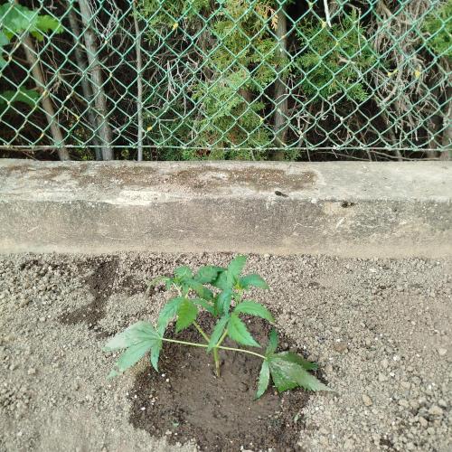 Outdoor 2026 - Green Poisson Fast. Week 5