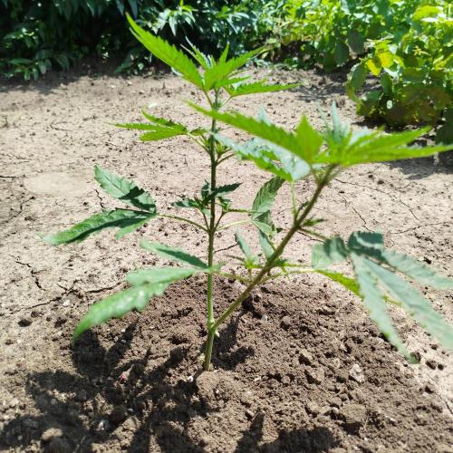 Outdoor 2026 - Green Poison Fast. Week 7 - 2.7.