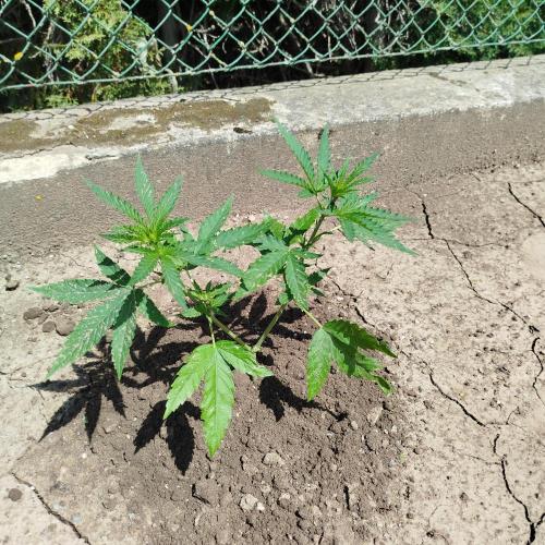 Outdoor 2026 - Green Poison Fast. Week 7 - 2.7.