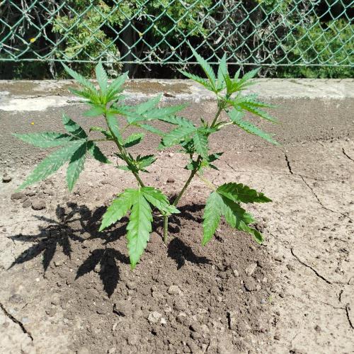 Outdoor 2026 - Green Poison Fast. Week 7 - 2.7.
