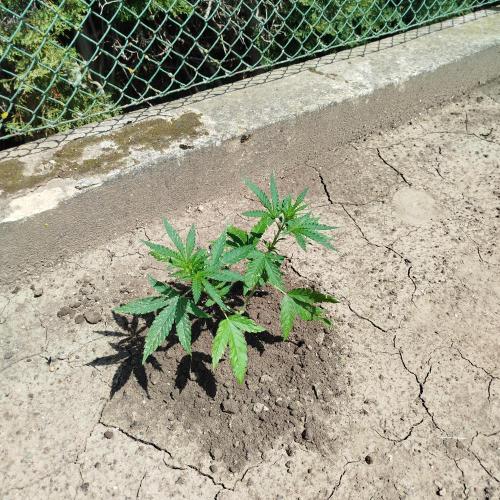Outdoor 2026 - Green Poison Fast. Week 7 - 2.7.