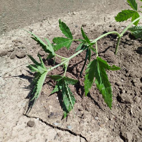 Outdoor 2026 - Green Poison Fast. Week 7 - 2.7.