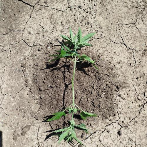 Outdoor 2026 - Green Poison Fast. Week 7 - 2.7.  2026