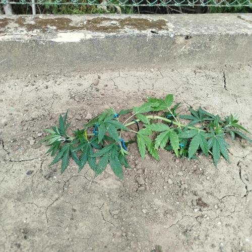 Outdoor 2026 - Green Poison Fast. Week 7 - 9.7.