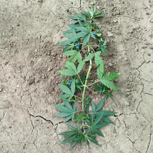 Outdoor 2026 - Green Poison Fast. Week 7 - 9.7.