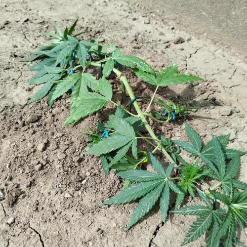Outdoor 2026 - Green Poison Fast. Week 7 - 9.7.