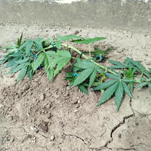 Outdoor 2026 - Green Poison Fast. Week 7 - 9.7.  2026