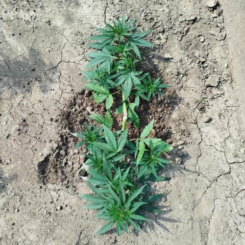 Outdoor 2026 - Green Poison Fast. Week 7 - 13.7.