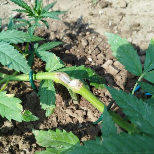 Outdoor 2026 - Green Poison Fast. Week 7 - 13.7.                                    

Tady mi praskl stonek,ale roste dál 
