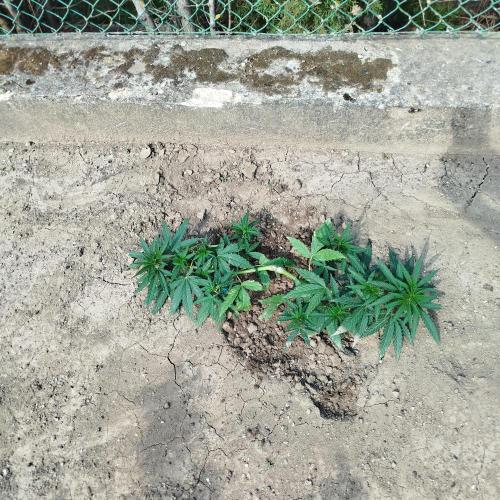 Outdoor 2026 - Green Poison Fast. Week 7 - 13.7. 2026