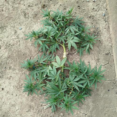 Outdoor 2026 - Green Poison Fast. Week 10 - 30.7.