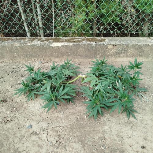 Outdoor 2026 - Green Poison Fast. Week 10 - 30.7.2026