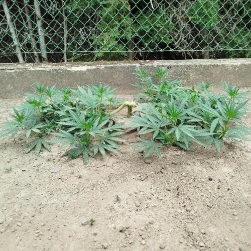 Outdoor 2026 - Green Poison Fast. Week 10 - 6.8.2026