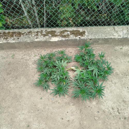 Outdoor 2026 - Green Poison Fast. Week 10 - 6.8.