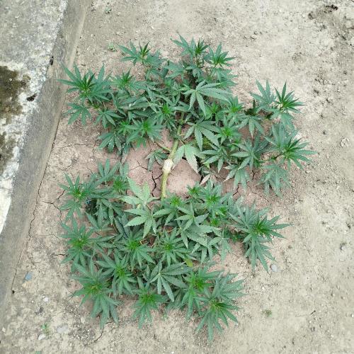 Outdoor 2026 - Green Poison Fast. Week 10 - 6.8.
