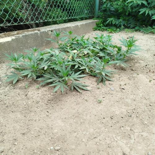 Outdoor 2026 - Green Poison Fast. Week 10 - 6.8.