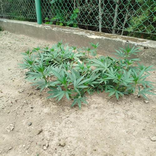 Outdoor 2026 - Green Poison Fast. Week 10 - 6.8.