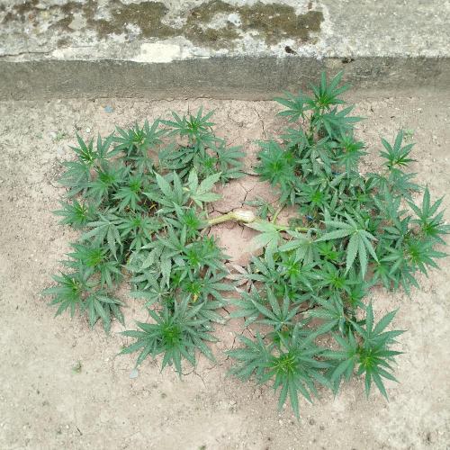 Outdoor 2026 - Green Poison Fast. Week 10 - 6.8.