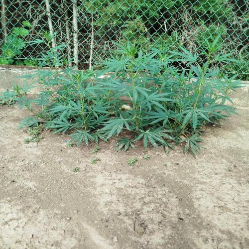 Outdoor 2026 - Green Poison Fast. Week 12 - 19.8.