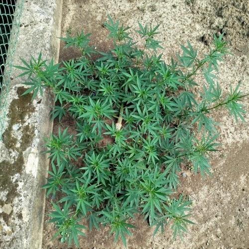 Outdoor 2026 - Green Poison Fast. Week 12 - 19.8.