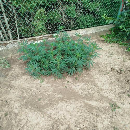 Outdoor 2026 - Green Poison Fast. Week 12 - 19.8.