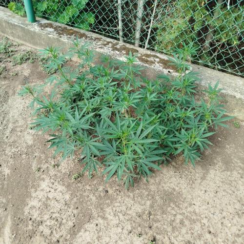 Outdoor 2026 - Green Poison Fast. Week 12 - 19.8.