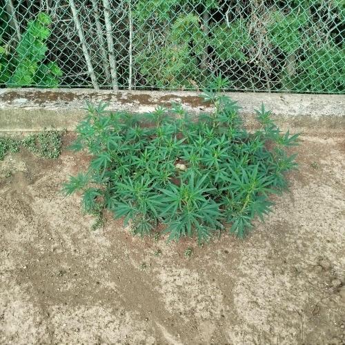 Outdoor 2026 - Green Poison Fast. Week 12 - 19.8.