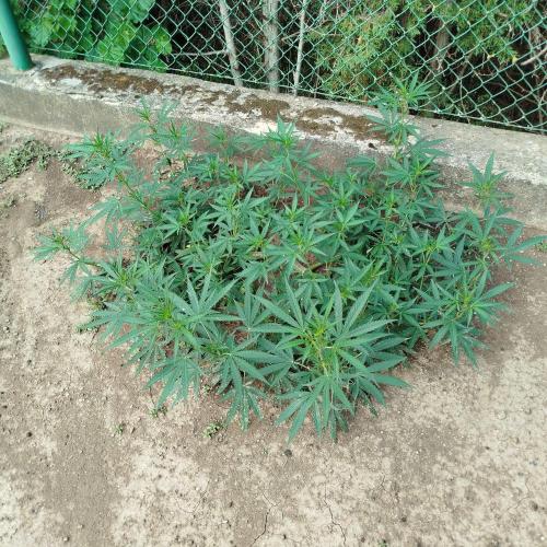 Outdoor 2026 - Green Poison Fast. Week 12 - 19.8.