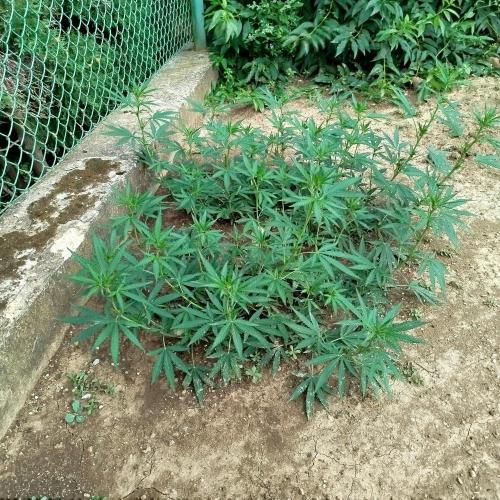 Outdoor 2026 - Green Poison Fast. Week 12 - 19.8.