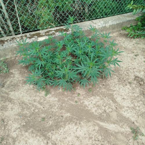 Outdoor 2026 - Green Poison Fast. Week 12 - 19.8.
