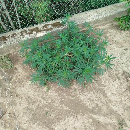 Outdoor 2026 - Green Poison Fast. Week 12 - 19.8.2026