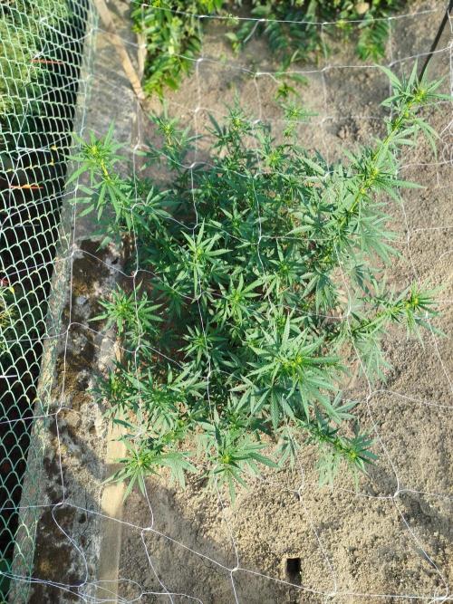 Outdoor 2026 - Green Poison Fast. Week 13 - 27.8.