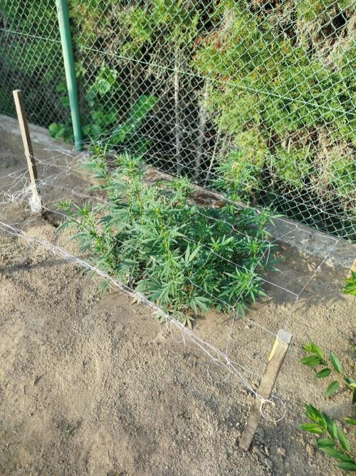 Outdoor 2026 - Green Poison Fast. Week 13 - 27.8.