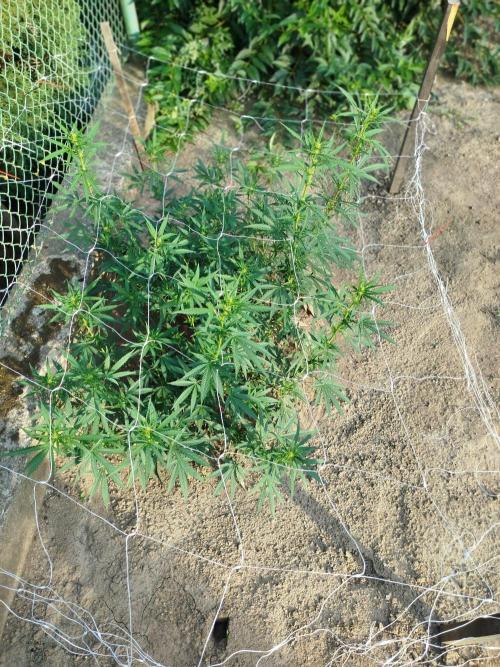 Outdoor 2026 - Green Poison Fast. Week 13 - 27.8.