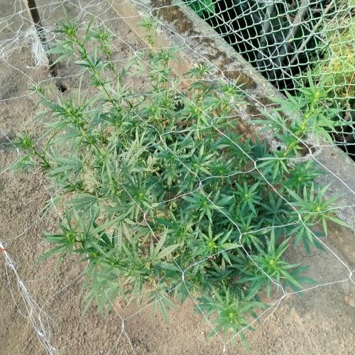 Outdoor 2026 - Green Poison Fast. Week 13 - 27.8.