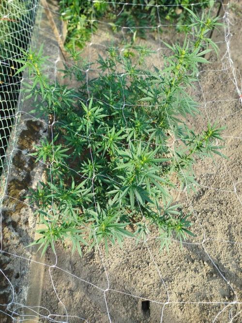 Outdoor 2026 - Green Poison Fast. Week 13 - 27.8.