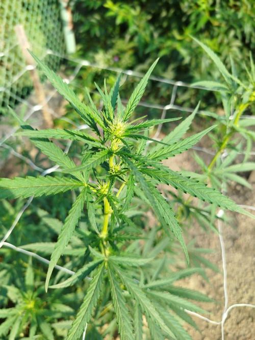 Outdoor 2026 - Green Poison Fast. Week 13 - 27.8.