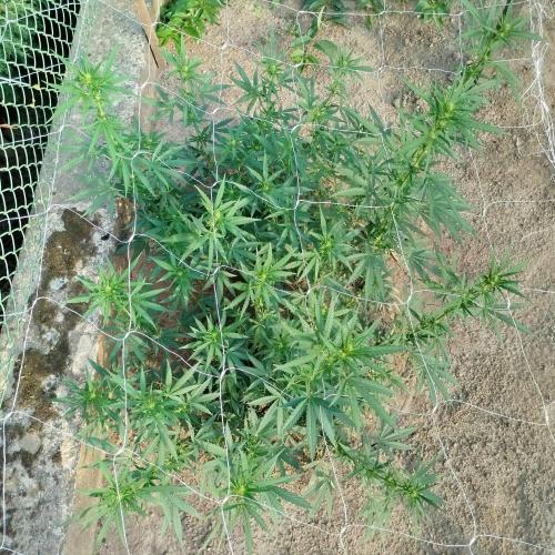 Outdoor 2026 - Green Poison Fast. Week 13 - 27.8.2026