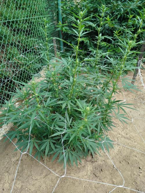 Outdoor 2026 - Green Poison Fast. Week 14 - 3.9.