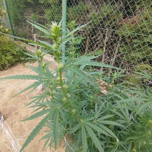 Outdoor 2026 - Green Poison Fast. Week 14 - 3.9.